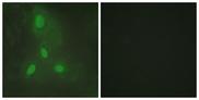 BACH1 Antibody - Peptide - + Immunofluorescence analysis of HeLa cells, using BACH1 antibody.