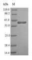 Penicillin-binding protein 4 Protein - (Tris-Glycine gel) Discontinuous SDS-PAGE (reduced) with 5% enrichment gel and 15% separation gel.