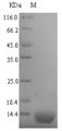 Phosphocarrier protein HPr Protein - (Tris-Glycine gel) Discontinuous SDS-PAGE (reduced) with 5% enrichment gel and 15% separation gel.