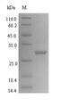 YuaB Protein - (Tris-Glycine gel) Discontinuous SDS-PAGE (reduced) with 5% enrichment gel and 15% separation gel.