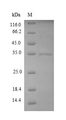 YuaB Protein - (Tris-Glycine gel) Discontinuous SDS-PAGE (reduced) with 5% enrichment gel and 15% separation gel.