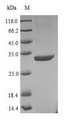 UvsY Protein - (Tris-Glycine gel) Discontinuous SDS-PAGE (reduced) with 5% enrichment gel and 15% separation gel.