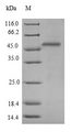 WAC Protein - (Tris-Glycine gel) Discontinuous SDS-PAGE (reduced) with 5% enrichment gel and 15% separation gel.