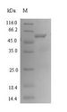 btfP Protein - (Tris-Glycine gel) Discontinuous SDS-PAGE (reduced) with 5% enrichment gel and 15% separation gel.