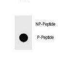 BAD Antibody - Dot blot of Phospho-mouse BAD-S111 Antibody Phospho-specific antibody on nitrocellulose membrane. 50ng of Phospho-peptide or Non Phospho-peptide per dot were adsorbed. Antibody working concentrations are 0.6ug per ml.