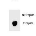 BAD Antibody - Dot blot of Phospho-BAD-S74 Antibody Phospho-specific antibody on nitrocellulose membrane. 50ng of Phospho-peptide or Non Phospho-peptide per dot were adsorbed. Antibody working concentrations are 0.6ug per ml.