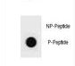 BAD Antibody - Dot blot of mouse BAD Antibody (Phospho T94) Phospho-specific antibody on nitrocellulose membrane. 50ng of Phospho-peptide or Non Phospho-peptide per dot were adsorbed. Antibody working concentrations are 0.6ug per ml.