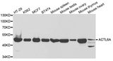 BAF53 / ACTL6A Antibody - Western blot analysis of extracts of various cell lines.