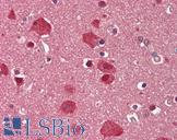 BAF60C / SMARCD3 Antibody - Human Brain, Cortex: Formalin-Fixed, Paraffin-Embedded (FFPE).  This image was taken for the unconjugated form of this product. Other forms have not been tested.