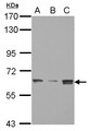 BAF60C / SMARCD3 Antibody - Sample (30 ug of whole cell lysate) A: PC-3 B: U87-MG C: SK-N-SH 7.5% SDS PAGE SMARCD3 antibody diluted at 1:1000