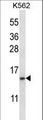 BAFF Receptor / CD268 Antibody - TNFRSF13C Antibody western blot of K562 cell line lysates (35 ug/lane). The TNFRSF13C antibody detected the TNFRSF13C protein (arrow).
