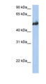 BAG3 / BAG-3 Antibody - BAG3 antibody Western blot of HT1080 cell lysate. This image was taken for the unconjugated form of this product. Other forms have not been tested.