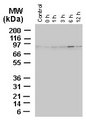 BAG3 / BAG-3 Antibody - Western blot of BAG-3 in CAPAN-1 human pancreatic cancer cells following heat shock using Polyclonal Antibody to BAG-3 at !:2000, Cells were heat shocked at 45 degrees for 10min and total proteins were extracted following incubation at 37 degrees for the indicated times. Control= no heat shock treatment. Maxi mal BAG-3 protein expression was detected at 6 h post heat shock treatment.