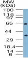 BAG4 / SODD Antibody - Western blot of SODD in HeLa cell lysate using antibody at 0.5 ug/ml