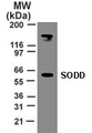 BAG4 / SODD Antibody - Western blot of 30 ug of total cell lysate from HeLa cells with anti-SODD (antibody) at 2 ug/ml.