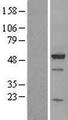 BAG5 Protein - Western validation with an anti-DDK antibody * L: Control HEK293 lysate R: Over-expression lysate