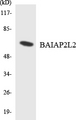 BAIAP2L2 Antibody - Western blot analysis of the lysates from HT-29 cells using BAIAP2L2 antibody.