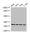 BAS1 Antibody - Western Blot Positive WB detected in Recombinant protein All lanes: BAS1 antibody at 2.5µg/ml Secondary Goat polyclonal to rabbit IgG at 1/50000 dilution Predicted band size: 28 kDa Observed band size: 28 kDa