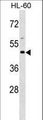 Basigin / Emmprin / CD147 Antibody - BSG Antibody western blot of HL-60 cell line lysates (35 ug/lane). The BSG antibody detected the BSG protein (arrow).