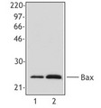 BAX Antibody - Western blot of extracts from HeLa cells (lane 1) and human PBMCs (lane 2) using anti-Bax, clone 2D2.