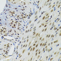 BAZ1B / WSTF Antibody - Immunohistochemistry of paraffin-embedded mouse stomach tissue.