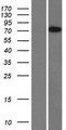 BBS10 Protein - Western validation with an anti-DDK antibody * L: Control HEK293 lysate R: Over-expression lysate