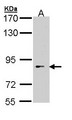BBS12 Antibody - Sample (30 ug of whole cell lysate). A: Hep G2 . 7.5% SDS PAGE. BBS12 antibody diluted at 1:1000.