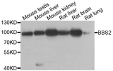 BBS2 / BBS Antibody - Western blot analysis of extracts of various cell lines.