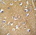 BCAN / Brevican Antibody - BCAN antibody immunohistochemistry of formalin-fixed and paraffin-embedded human brain tissue followed by peroxidase-conjugated secondary antibody and DAB staining.