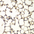 BCAP / PHF11 Antibody - Immunohistochemistry of paraffin-embedded mouse lung tissue.