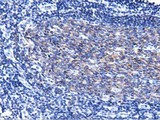 BCAP / PIK3AP1 Antibody - IHC of paraffin-embedded Human lymph node tissue using anti-PIK3AP1 mouse monoclonal antibody. (Dilution 1:50).