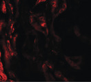 BCAR3 Antibody - Immunofluorescence of BCAR3 in human kidney tissue with BCAR3 antibody at 20 ug/ml.