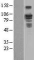 BCAR3 Protein - Western validation with an anti-DDK antibody * L: Control HEK293 lysate R: Over-expression lysate
