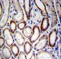 BCAT2 Antibody - BCAT2 Antibody immunohistochemistry of formalin-fixed and paraffin-embedded human kidney tissue followed by peroxidase-conjugated secondary antibody and DAB staining.