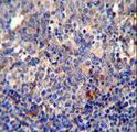 BCL10 / BCL-10 Antibody - BCL10 antibody immunohistochemistry of formalin-fixed and paraffin-embedded human tonsil tissue followed by peroxidase-conjugated secondary antibody and DAB staining.