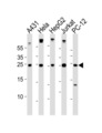 BCL2L1 / BCL-XL Antibody - Western blot of lysates from A431, HeLa, HepG2, Jurkat, rat PC-12 cell line (from left to right) with BCL2L1 Antibody. Antibody was diluted at 1:1000 at each lane. A goat anti-rabbit IgG H&L (HRP) at 1:10000 dilution was used as the secondary antibody. Lysates at 35 ug per lane.
