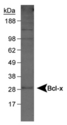 BCL2L1 / BCL-XL Antibody - Detection of Bcl-x in A431 whole cell lysate.  This image was taken for the unconjugated form of this product. Other forms have not been tested.