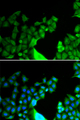 BCL2L14 / BCL-G Antibody - Immunofluorescence analysis of HeLa cells.