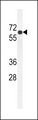 BCO2 / BCDO2 Antibody - BCDO2 Antibody western blot of mouse kidney tissue lysates (35 ug/lane). The BCDO2 antibody detected the BCDO2 protein (arrow).