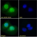 BCOR Antibody - Goat Anti-BCOR / BCL6 co-repressor Antibody Immunofluorescence analysis of paraformaldehyde fixed U2OS cells, permeabilized with 0.15% Triton. Primary incubation 1hr (10ug/ml) followed by Alexa Fluor 488 secondary antibody (2ug/ml), showing nuclear staining. The nuclear stain is DAPI (blue). Negative control: Unimmunized goat IgG (10ug/ml) followed by Alexa Fluor 488 secondary antibody (2ug/ml).