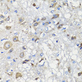 BCS1L Antibody - Immunohistochemistry of paraffin-embedded rat brain tissue.