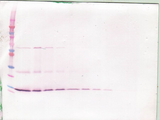 BDNF Antibody - Anti-Human/Murine/Rat BDNF Western Blot Unreduced
