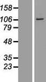 BEND2 Protein - Western validation with an anti-DDK antibody * L: Control HEK293 lysate R: Over-expression lysate