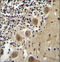BEND6 Antibody - BEND6 Antibody immunohistochemistry of formalin-fixed and paraffin-embedded human cerebellum tissue followed by peroxidase-conjugated secondary antibody and DAB staining.