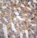 BEND7 Antibody - BEND7 Antibody immunohistochemistry of formalin-fixed and paraffin-embedded human liver tissue followed by peroxidase-conjugated secondary antibody and DAB staining.