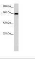 BEST4 Antibody - HepG2 Cell Lysate.  This image was taken for the unconjugated form of this product. Other forms have not been tested.