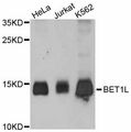 BET1L / GS15 Antibody - Western blot analysis of extracts of various cell lines, using BET1L antibody at 1:3000 dilution. The secondary antibody used was an HRP Goat Anti-Rabbit IgG (H+L) at 1:10000 dilution. Lysates were loaded 25ug per lane and 3% nonfat dry milk in TBST was used for blocking. An ECL Kit was used for detection and the exposure time was 90s.