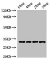 Beta-lactamase inhibitory protein Antibody - Western Blot Positive WB detected in Recombinant protein All Lanes:BLIP antibody at 4µg/ml Secondary Goat polyclonal to rabbit IgG at 1/50000 dilution Predicted band size: 33 kDa Observed band size: 33 kDa