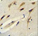 BEX1 Antibody - BEX1 Antibody immunohistochemistry of formalin-fixed and paraffin-embedded human brain tissue followed by peroxidase-conjugated secondary antibody and DAB staining.