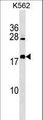 BEX4 Antibody - BEX4 Antibody western blot of K562 cell line lysates (35 ug/lane). The BEX4 antibody detected the BEX4 protein (arrow).